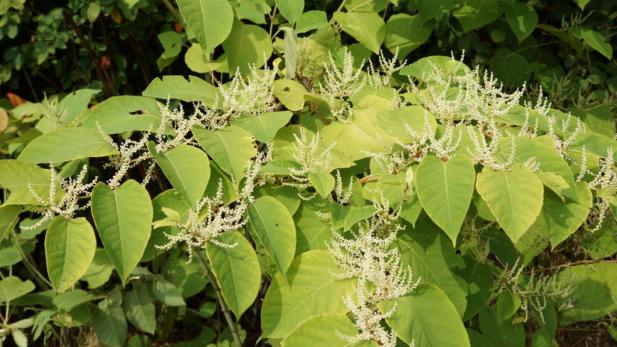 Stop aux invasives